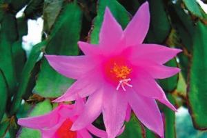 Рипсалидопсис: пасхальный кактус в домашнем цветнике